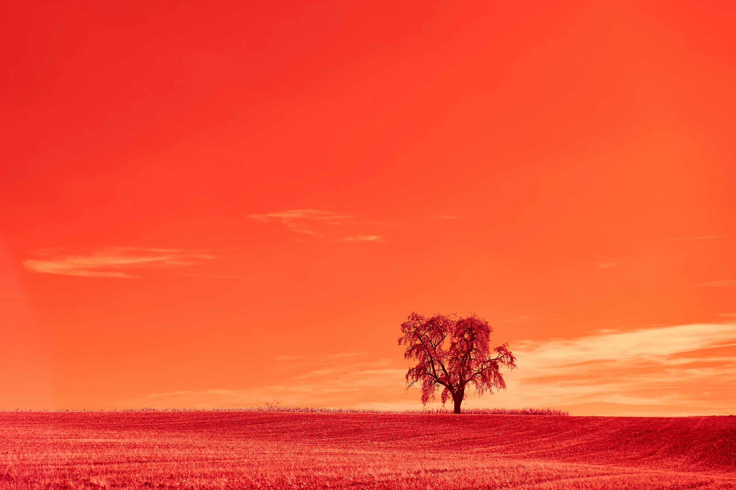 Un arbre solitaire dans un paysage rouge, symbole de TornadoAGI